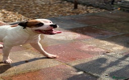 American Bull Staffy dogs for stud: Looking to stud - Image 20