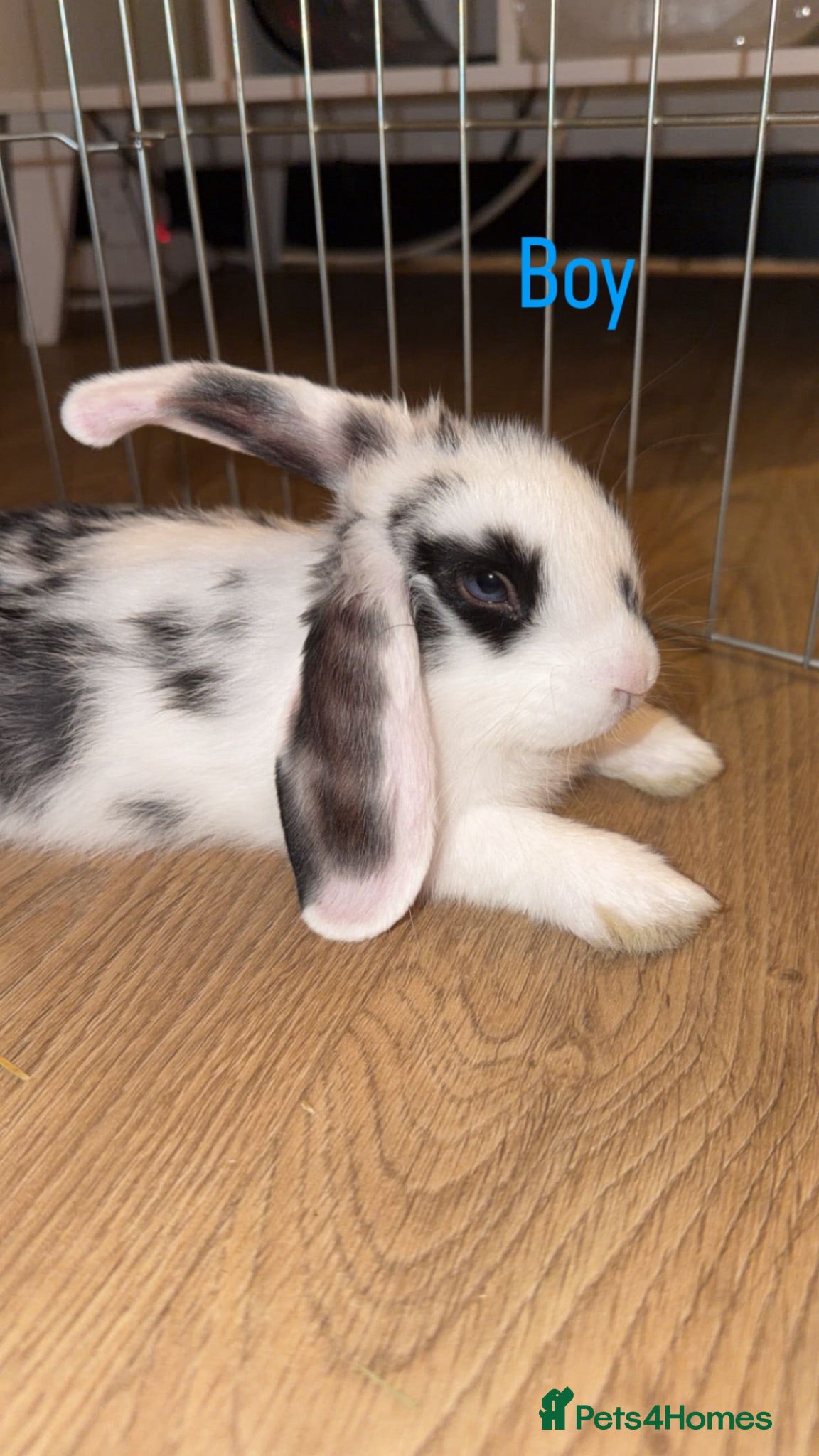 Mini Lop rabbits Last beautiful girl and boy mini lop buns - Advert 16