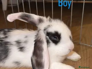 Mini Lop rabbits Last beautiful girl and boy mini lop buns - Advert 16