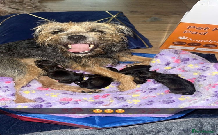 Border Terrier dogs Beautiful Pure Border Terriers  - Advert 6