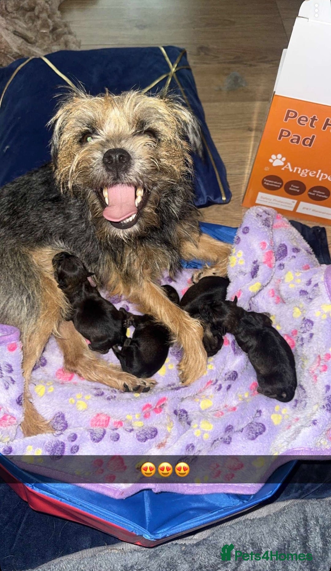 Border Terrier dogs for sale: Beautiful Pure Border Terriers  - Advert 1