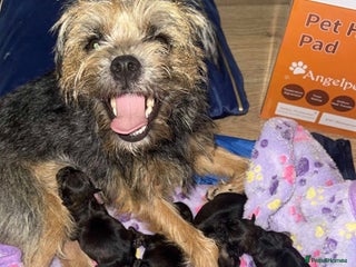 Border Terrier dogs Beautiful Pure Border Terriers - Advert 2