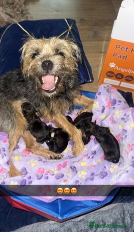 Border Terrier dogs Beautiful Pure Border Terriers - Advert 1