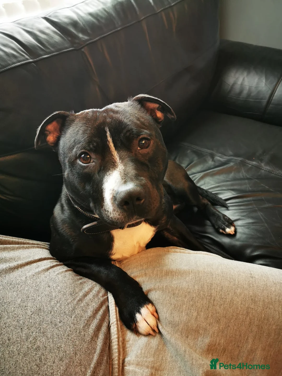 Staffordshire Bull Terrier dogs for sale: Orion Looking For His Forever Home - Advert 3