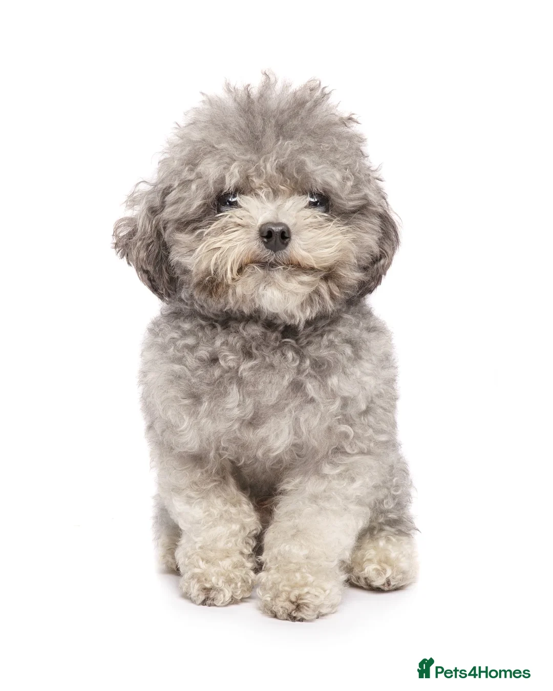 Toy Poodle dogs for stud: Asian Line Micro Silver Toy Poodle  - Advert 1