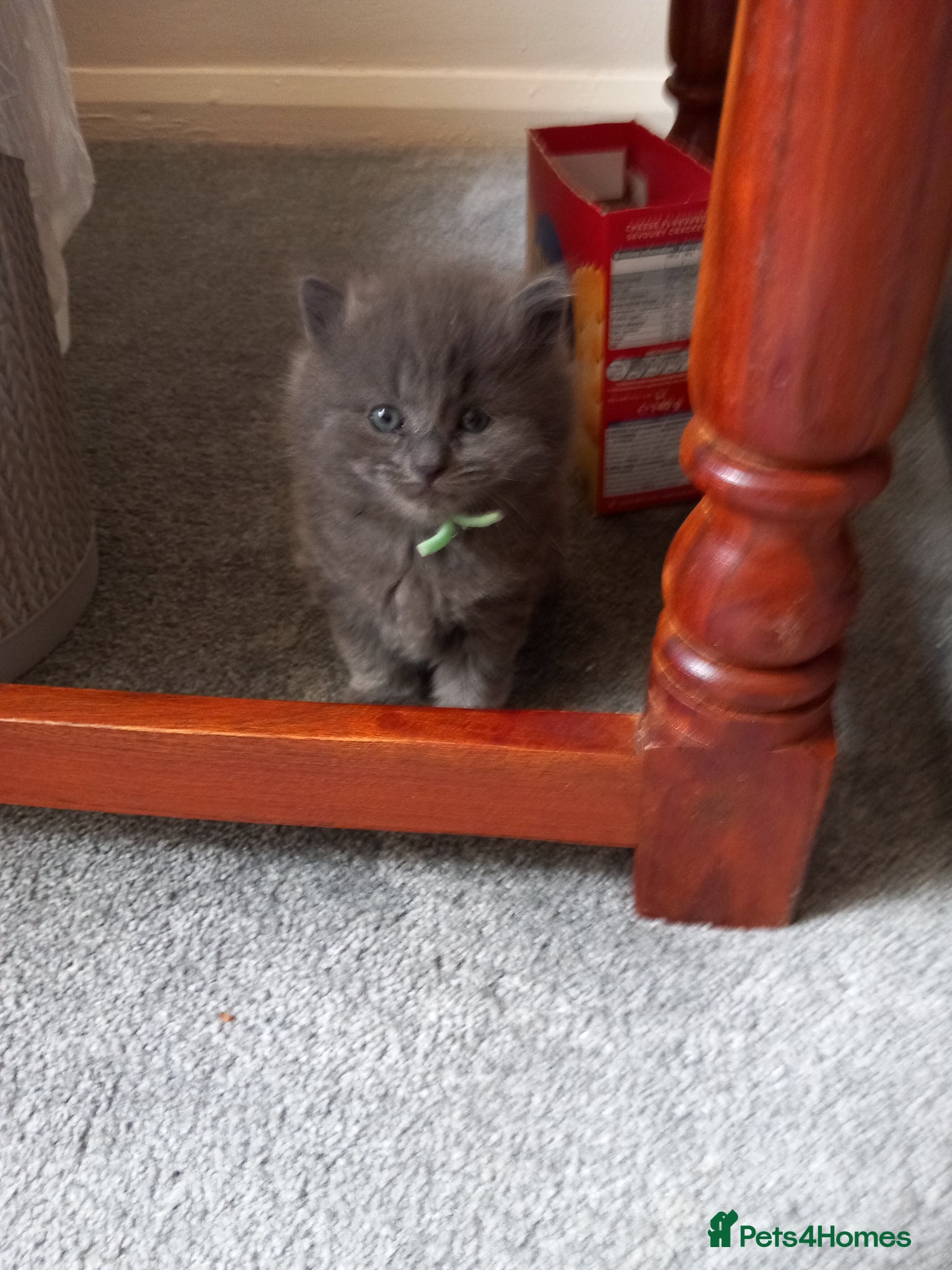 Mixed Breed cats Long hair grey kitten. - Advert 5