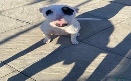 English Bull Terrier dogs for sale: English bull terrier bitch - Image 2