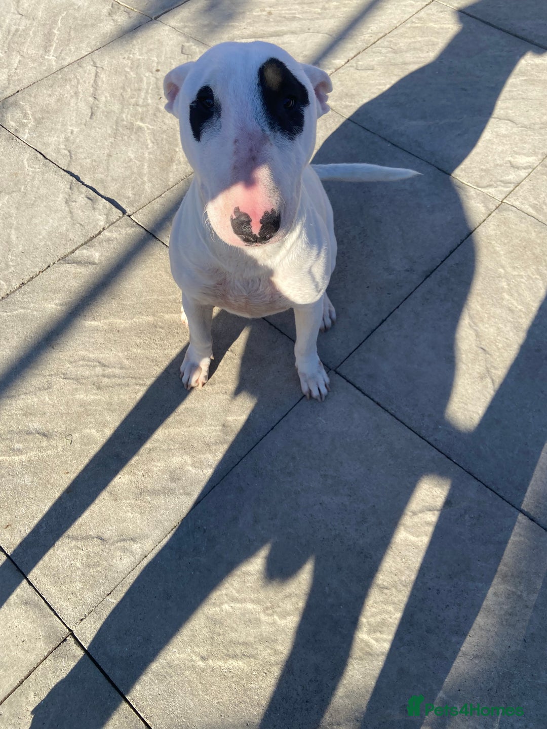 English Bull Terrier dogs for sale: English bull terrier bitch - Image 2