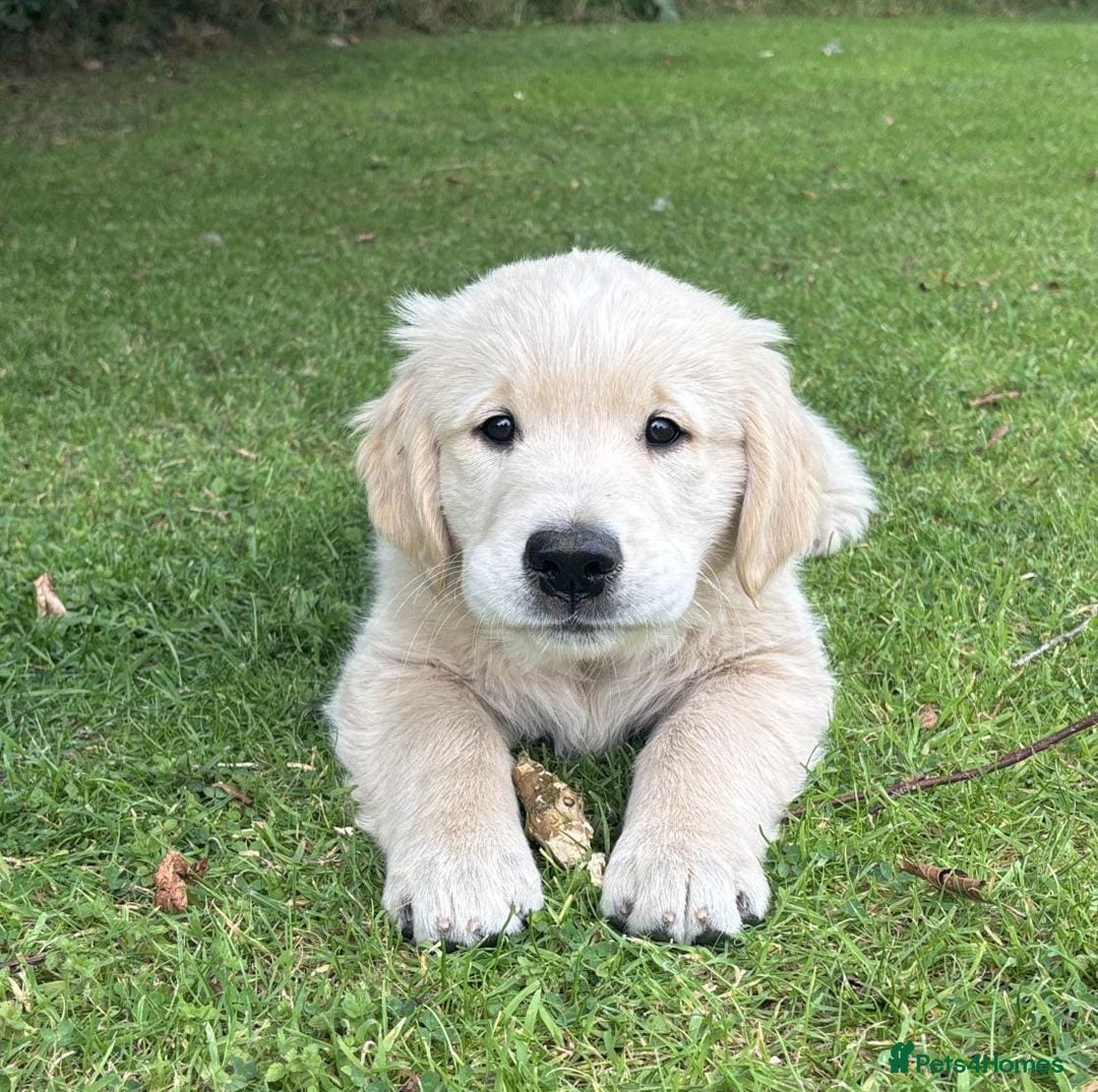 Golden Retriever dogs for sale: Beautiful golden reteriver puppies  - Image 5