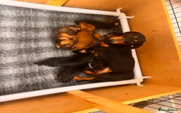 Dachshund dogs for sale: 5 gorgeous Dachsund puppies - Advert 1