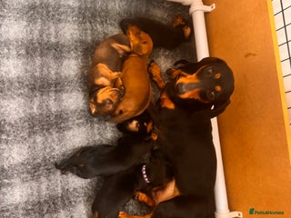 Dachshund dogs 5 gorgeous Dachsund puppies - Advert 17