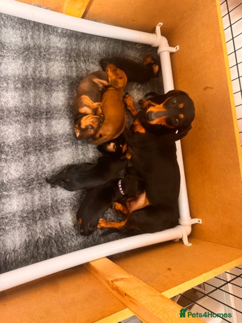 Dachshund dogs 5 gorgeous Dachsund puppies - Advert 1