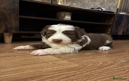 Bearded Collie dogs for sale: Bearded cross x border collie puppies  - Advert 6