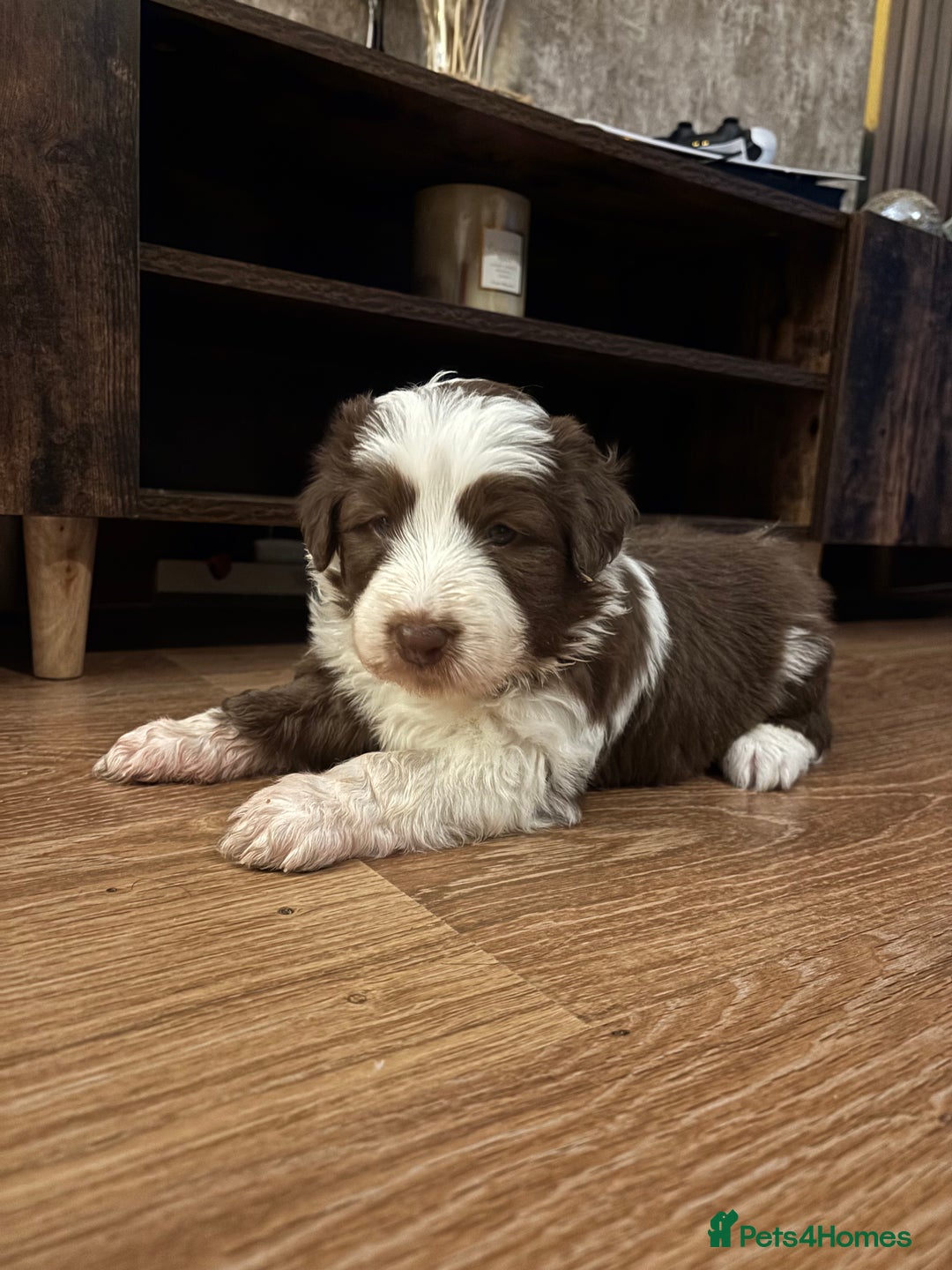 Bearded Collie dogs for sale: Bearded cross x border collie puppies  - Advert 6