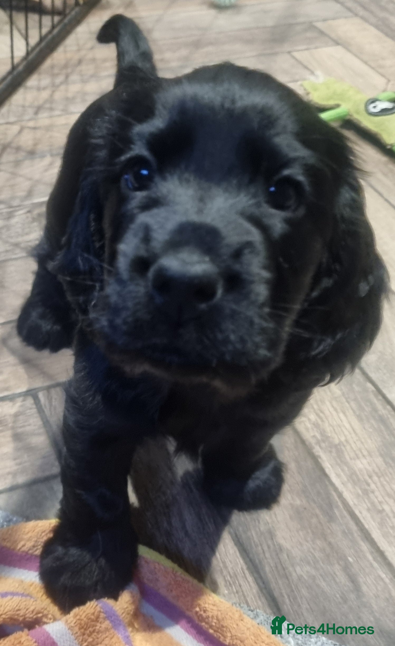 Cocker Spaniel dogs Only this stunning black boy seal left ❤️😍  - Advert 13