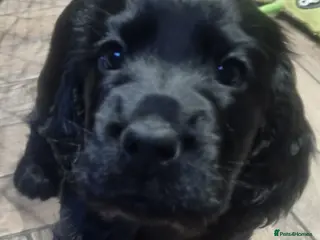 Cocker Spaniel dogs Only this stunning black boy seal left ❤️😍 - Advert 13