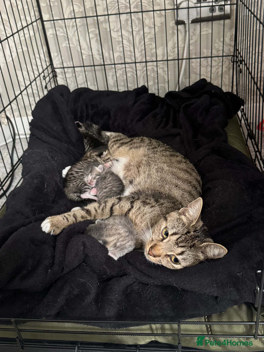 Mixed Breed cats for sale: Beautiful Kittens Ready for Their Forever Homes - Advert 5