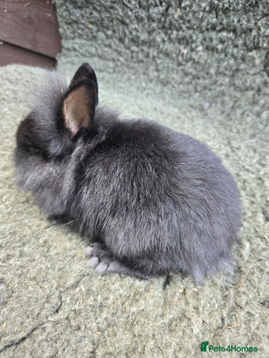 Netherland Dwarf rabbits for sale: Netherland Dwarf Babies ONLY 2 bucks LEFT - Advert 3
