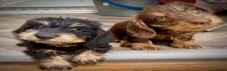 Miniature Dachshund dogs for sale: KC Mini wirehaired dachshund - Advert 8