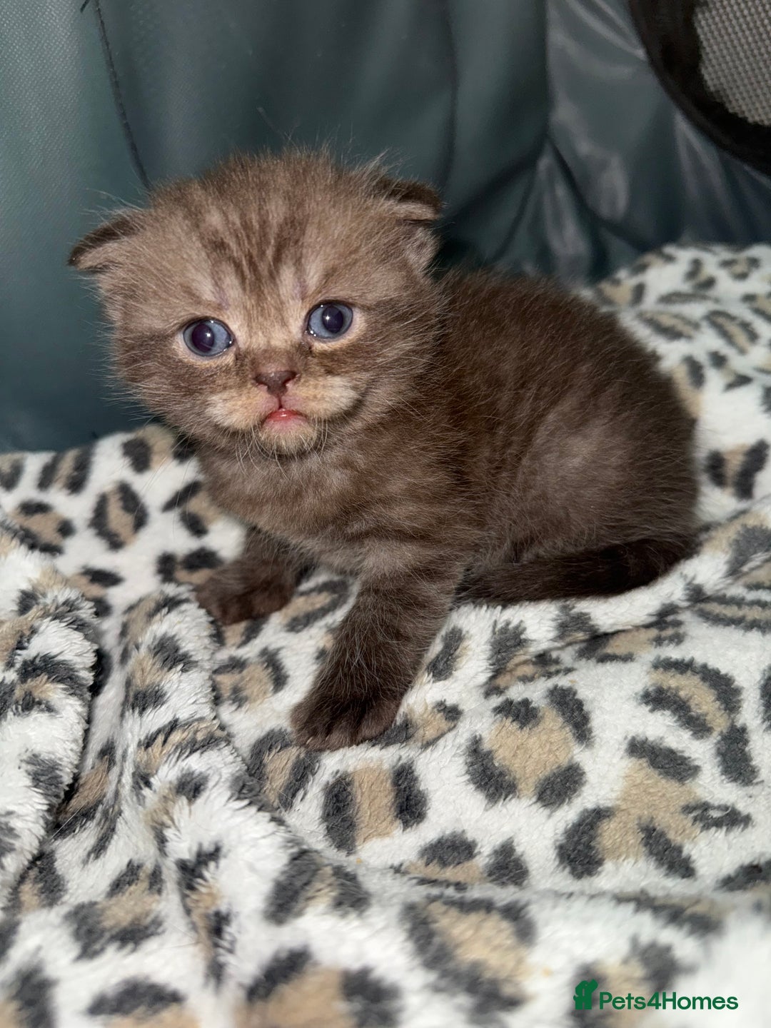 Scottish Fold cats for sale: Stunning Rainbow litter ready for  **   - Advert 10