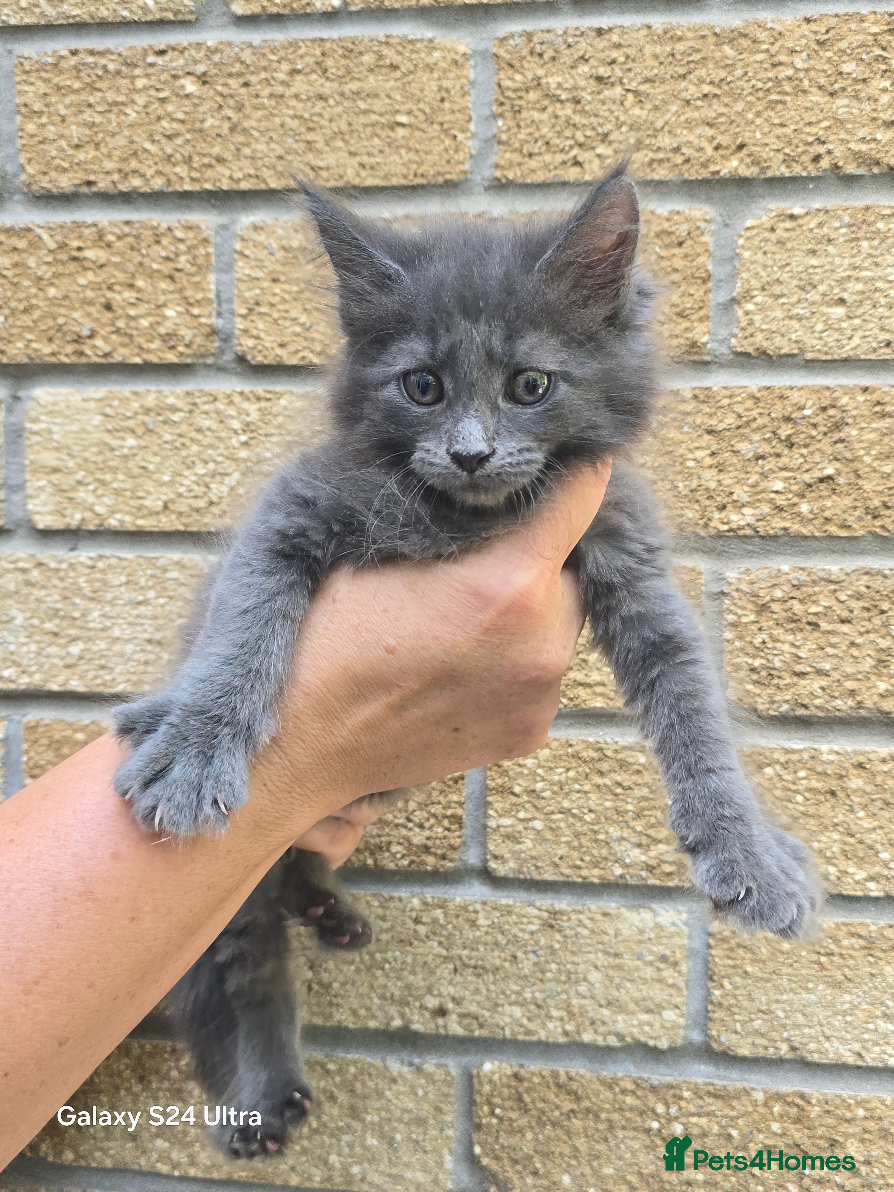 Maine Coon cats Gorgeous mainecoon babies  - Advert 1