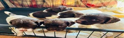 English Springer Spaniel dogs for sale: English Springer Spaniel Puppies For Sale - Advert 6
