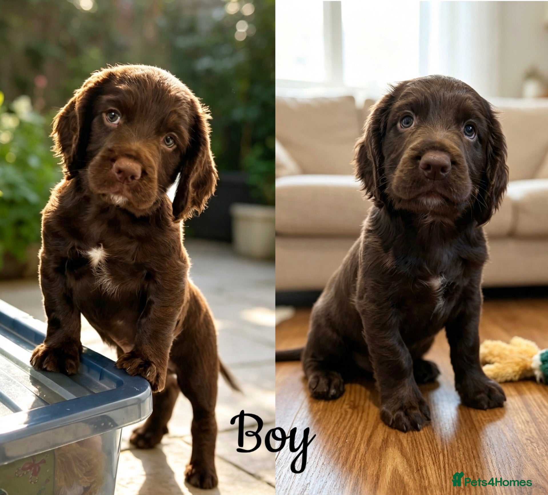 Sprocker dogs Fully Health Tested F1 Sprocker Spaniels - Advert 2