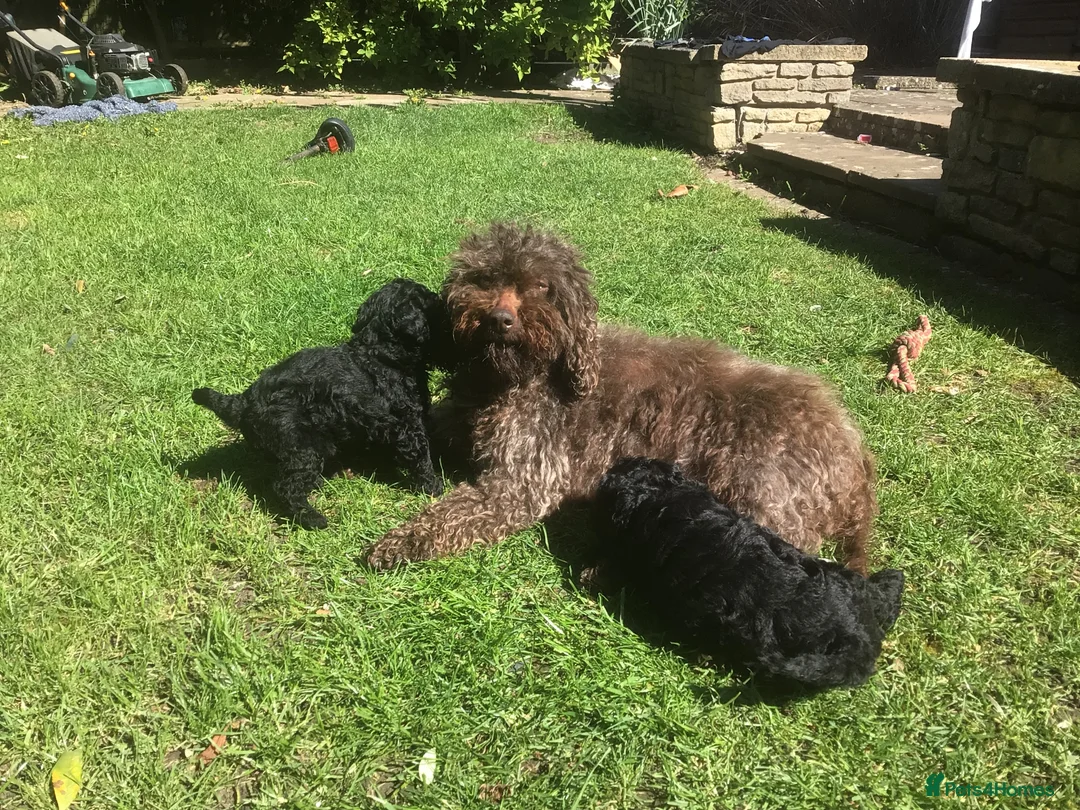 Cockapoo dogs for sale: Cockapoo puppies in Haverhill - Advert 2