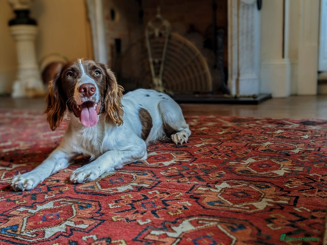 English Springer Spaniel dogs for sale: Obedient and Kind Natured Springer Spaniel - Image 4