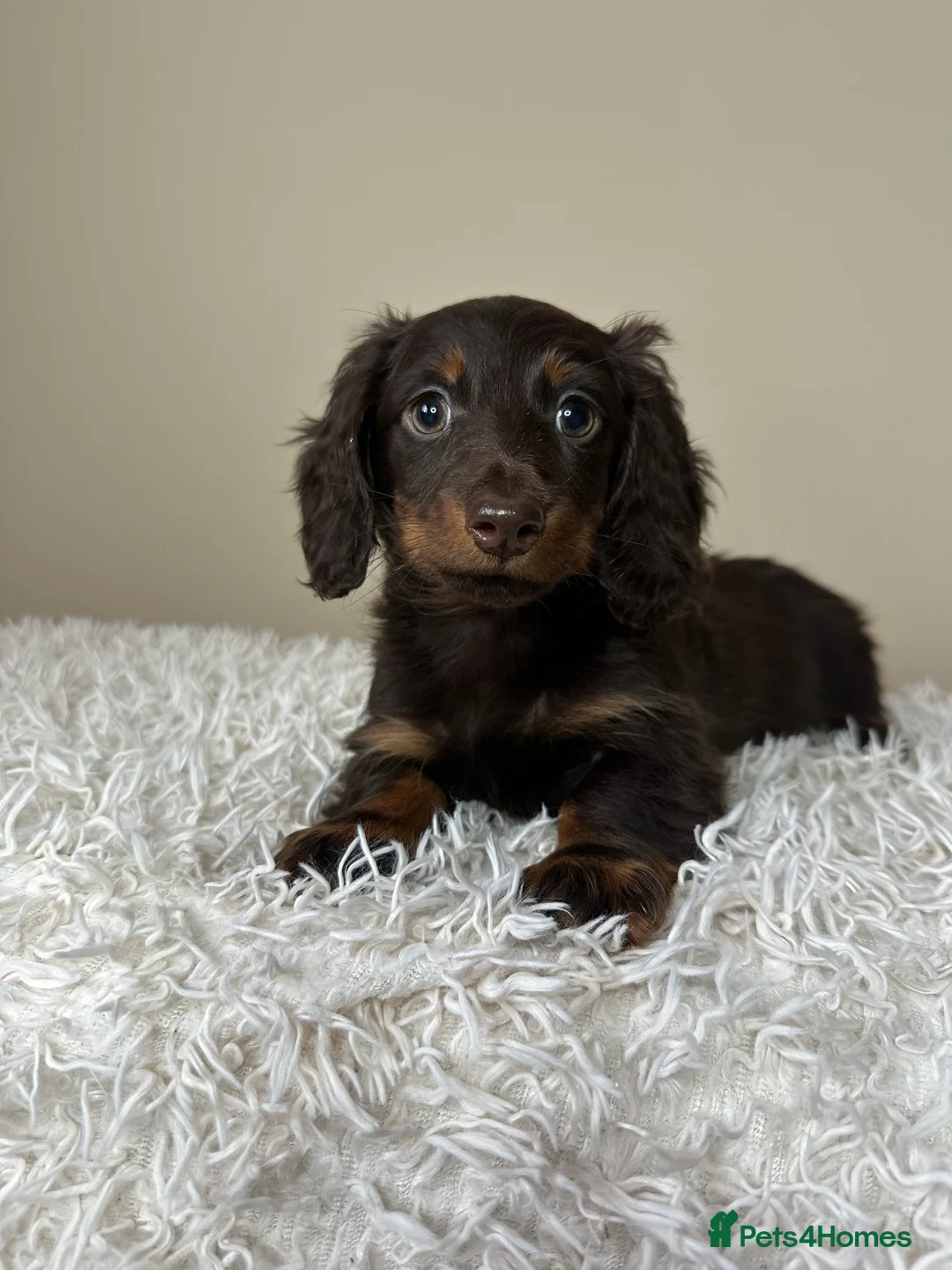 Miniature Dachshund dogs for sale: Long-Haired Miniature Dachshund Puppies  - Advert 3