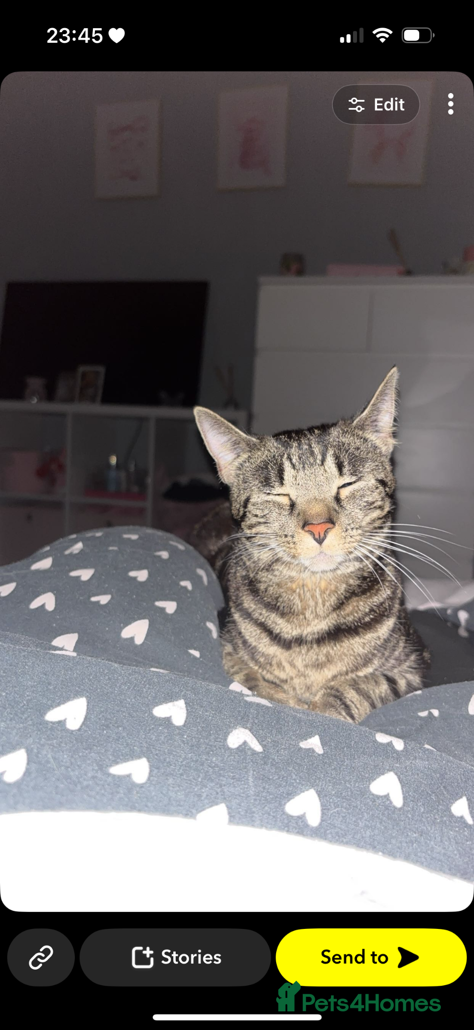 Mixed Breed cats 5 beautiful Tabby’s mixed breed  - Advert 2