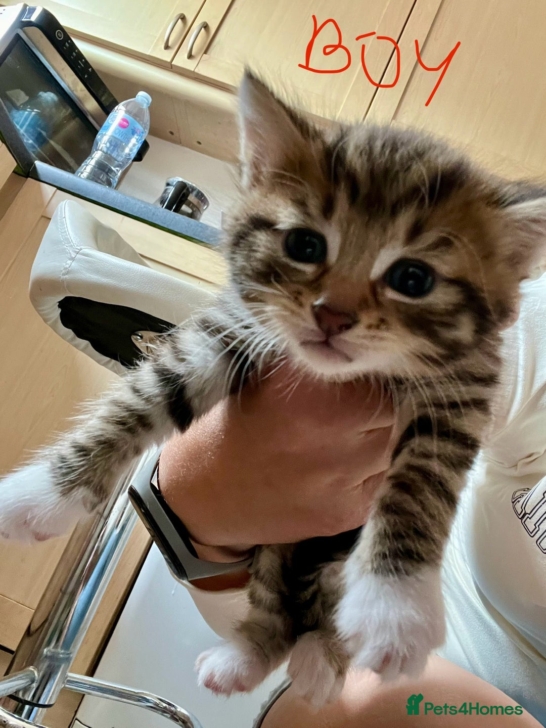 Mixed Breed cats for sale: 4 Mix Breed Kittens for sale - Image 8