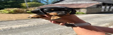 Miniature Dachshund 1
