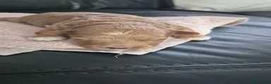 Cocoa