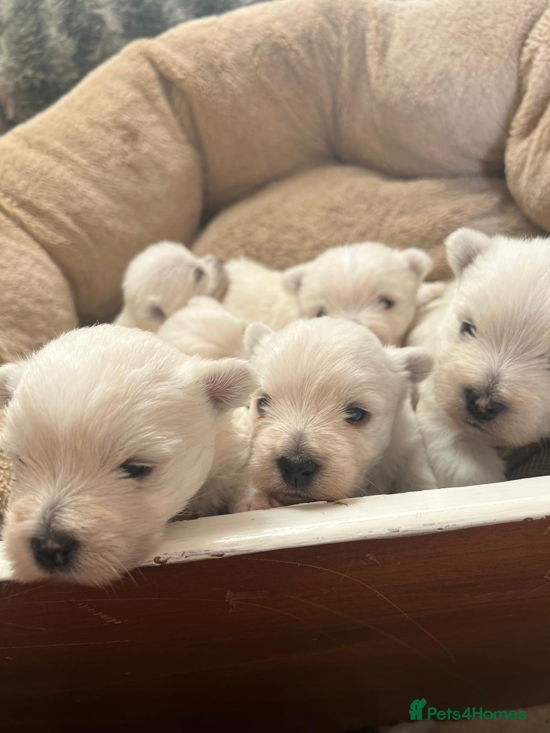 West Highland Terrier dogs for sale: Adorable cute little Westies need forever homes - Advert 4
