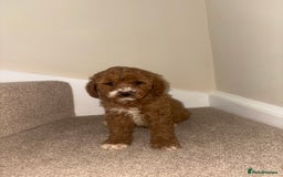 Cavapoo dogs for sale: Stunning F1b Deep Fox Red Toy cavapoos - Image 7
