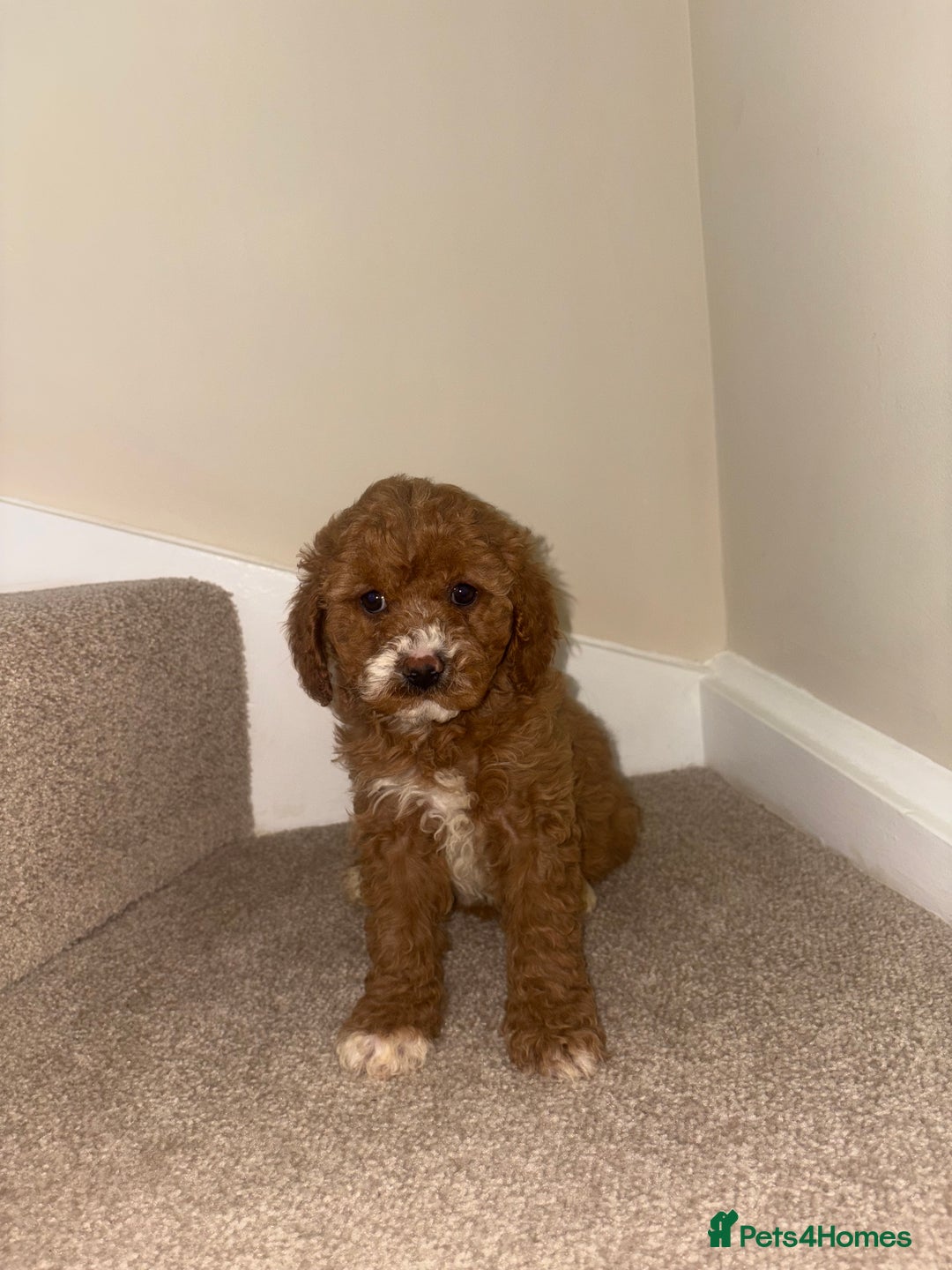 Cavapoo dogs for sale: Stunning F1b Deep Fox Red Toy cavapoos - Image 7
