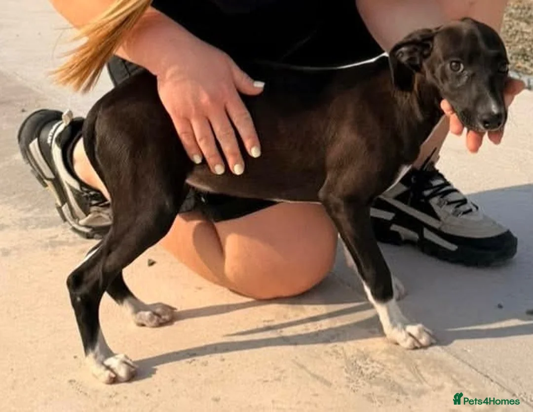 Mixed Breed dogs for adoption: Anda needs a loving home  - Advert 11