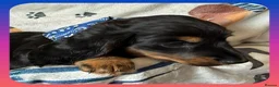 Miniature Dachshund dogs for sale: 💥REDUCED!💥 LAST 2 KC Mini Long haired Dachshund - Advert 11