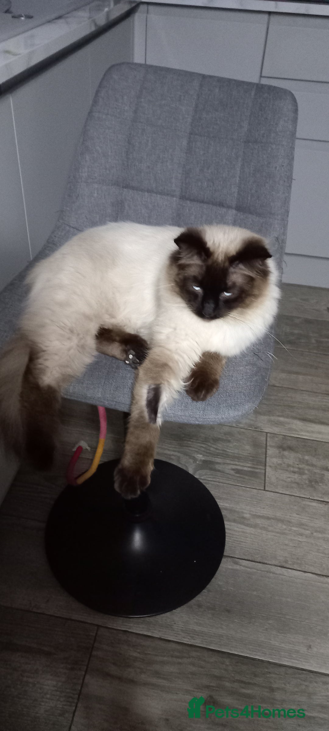 British Longhair cats for sale: 3 stunning longhaired british x  - Image 7