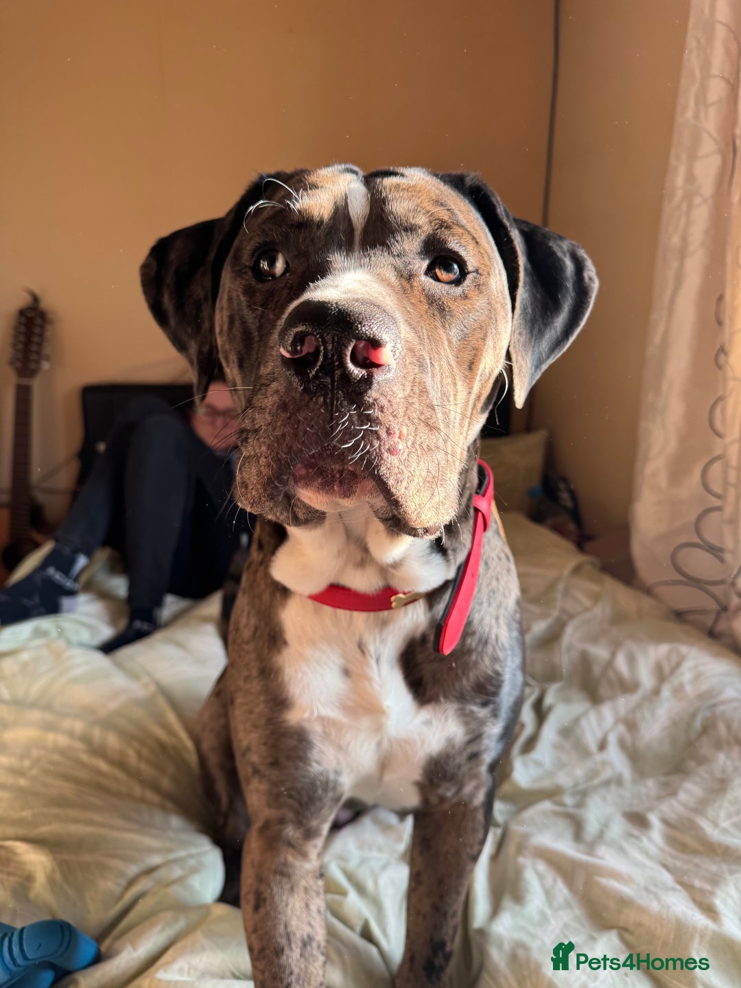 Mixed Breed dogs for sale: Rocco - Advert 11