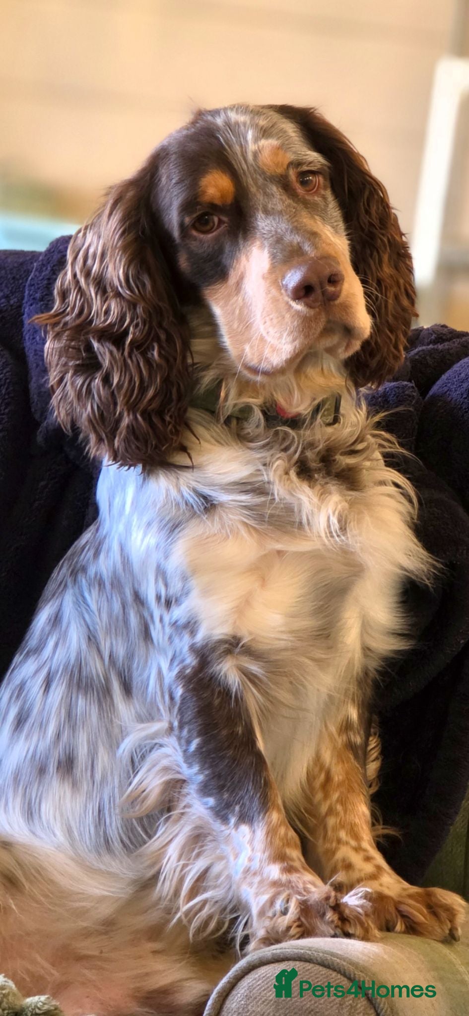 Mixed Breed dogs Beautiful litter of collie x cocker spaniel  - Advert 2