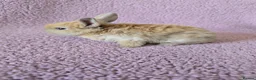 Mini Lop rabbits for sale: Beautiful rabbits for Sale MiniLop - Advert 3