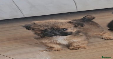 Pomeranian dogs - Advert 2