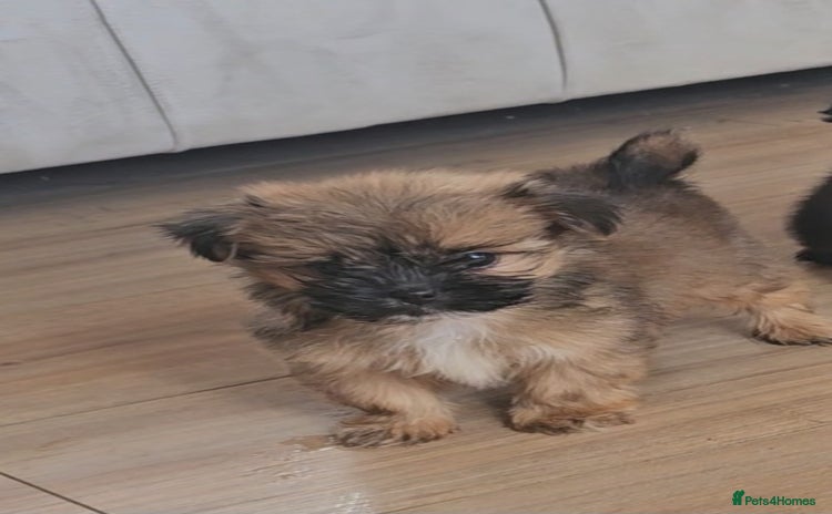 Pomeranian dogs - Advert 2