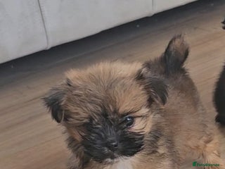 Pomeranian dogs - Advert 2