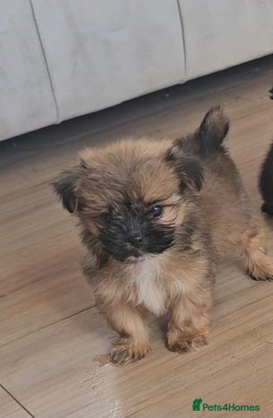 Pomeranian dogs - Advert 5