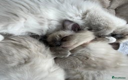 Ragdoll cats for sale: 2 Adorable Bluepoint boy Kittens left!  - Image 33