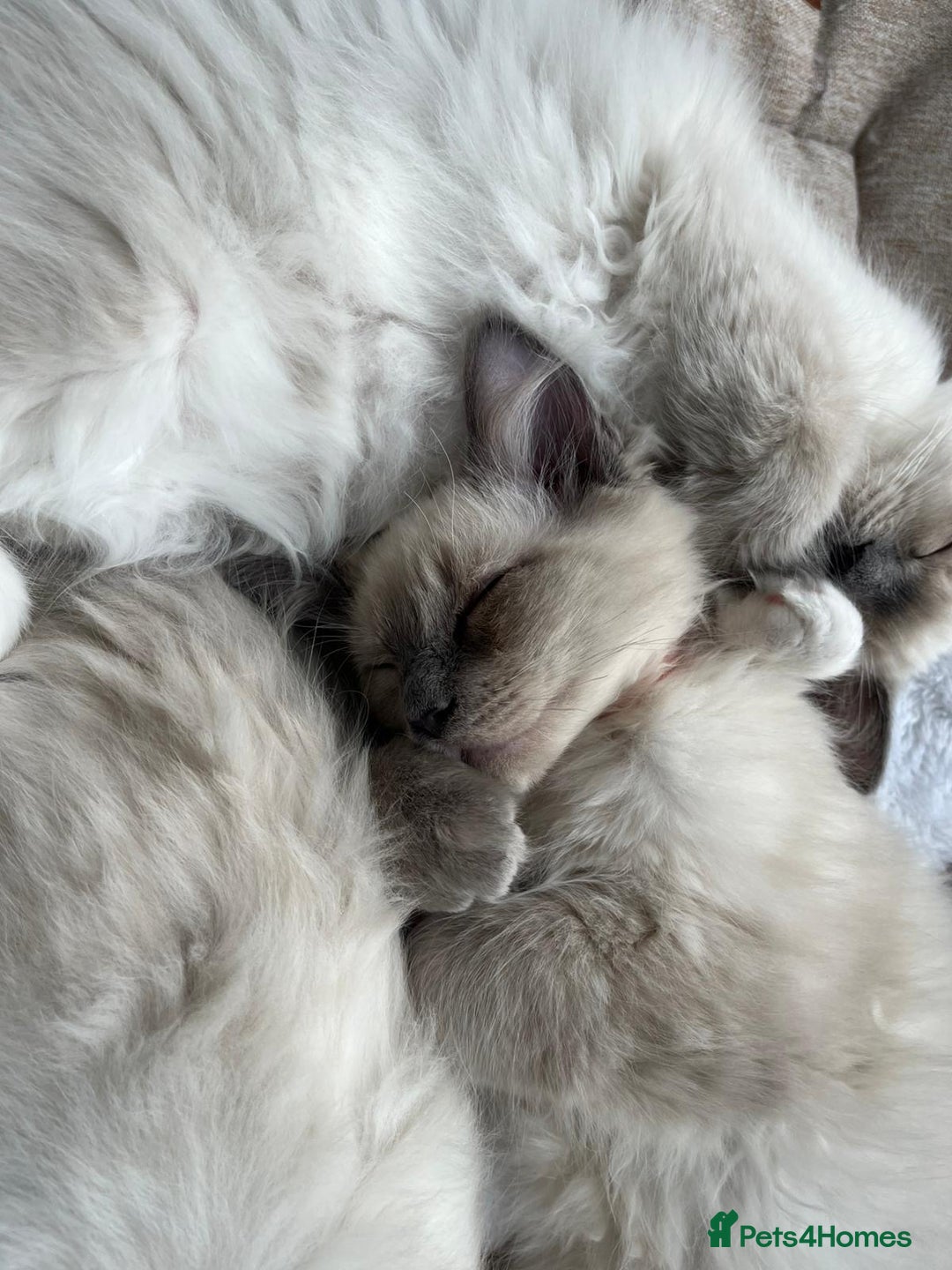 Ragdoll cats for sale: 2 Adorable Bluepoint boy Kittens left!  - Image 33