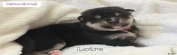 Pomsky dogs for sale: Stunning F3 Pomsky Puppies - Advert 21